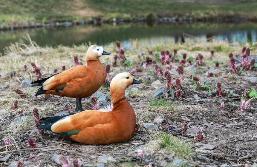 Первоцветы распустились в парках Москвы 18 фото