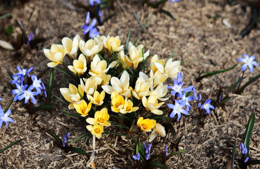 Первоцветы распустились в парках Москвы 5 фото