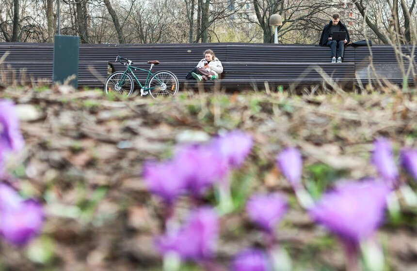 Первоцветы распустились в парках Москвы 20 фото
