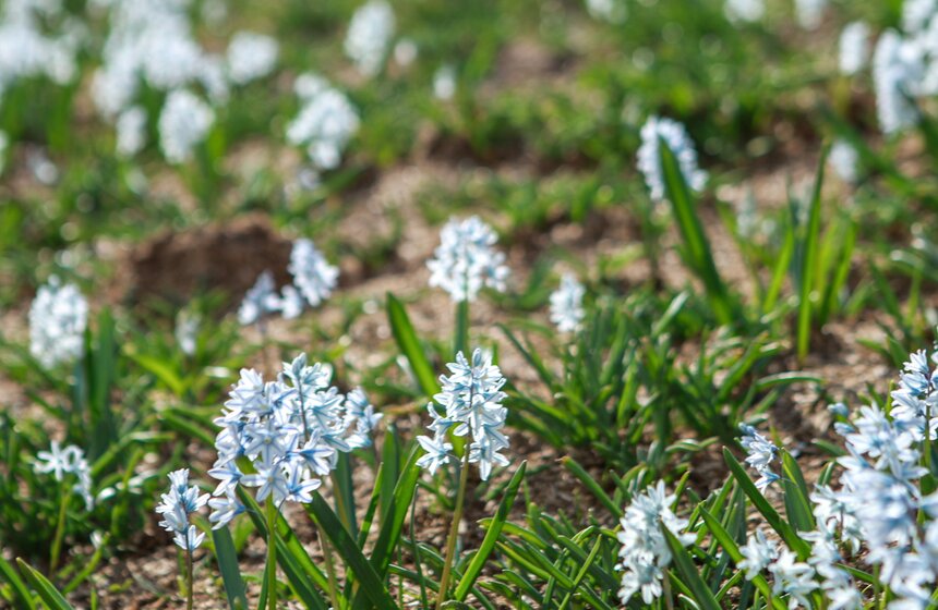 Первоцветы распустились в парках Москвы 3 фото