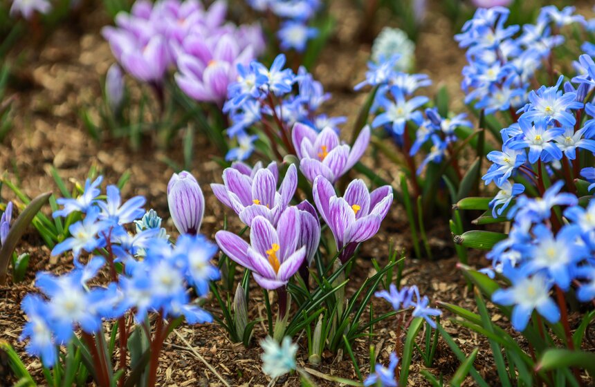 Первоцветы распустились в парках Москвы 14 фото