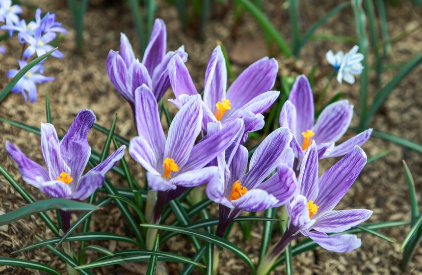 Первоцветы распустились в парках Москвы 15 фото