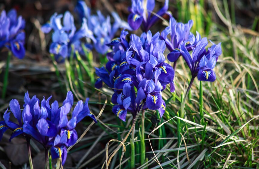 Первоцветы распустились в парках Москвы 25 фото