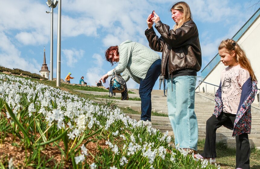 Первоцветы распустились в парках Москвы 2 фото