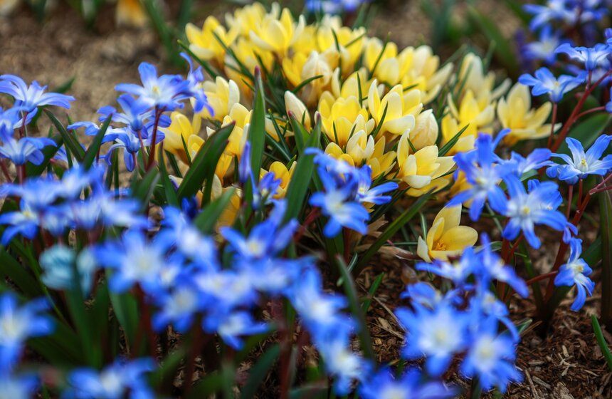 Первоцветы распустились в парках Москвы 9 фото