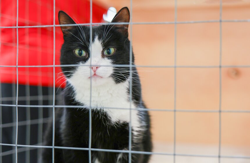 Выставка – пристройство кошек из приютов #Всемпокотику прошла в Москве 9 фото