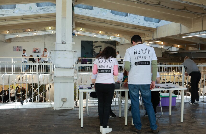 Выставка – пристройство кошек из приютов #Всемпокотику прошла в Москве 19 фото