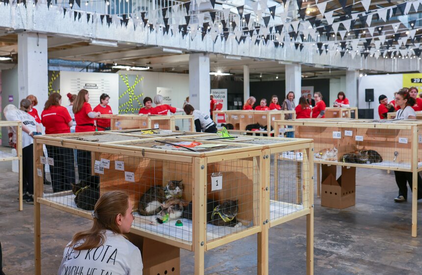 Выставка – пристройство кошек из приютов #Всемпокотику прошла в Москве 2 фото