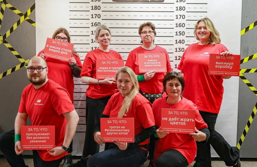 Выставка – пристройство кошек из приютов #Всемпокотику прошла в Москве 38 фото