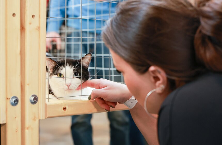 Выставка – пристройство кошек из приютов #Всемпокотику прошла в Москве 32 фото