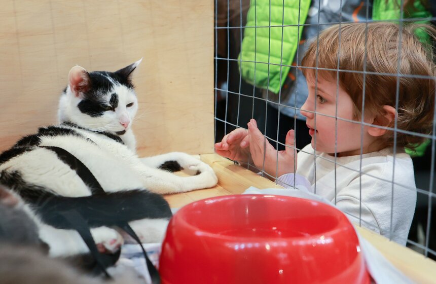 Выставка – пристройство кошек из приютов #Всемпокотику прошла в Москве 30 фото