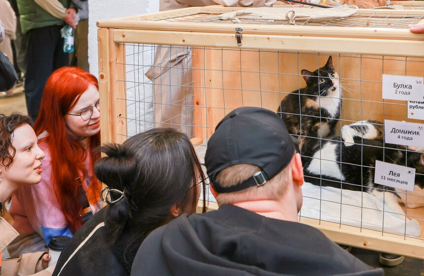 Выставка – пристройство кошек из приютов #Всемпокотику прошла в Москве 13 фото