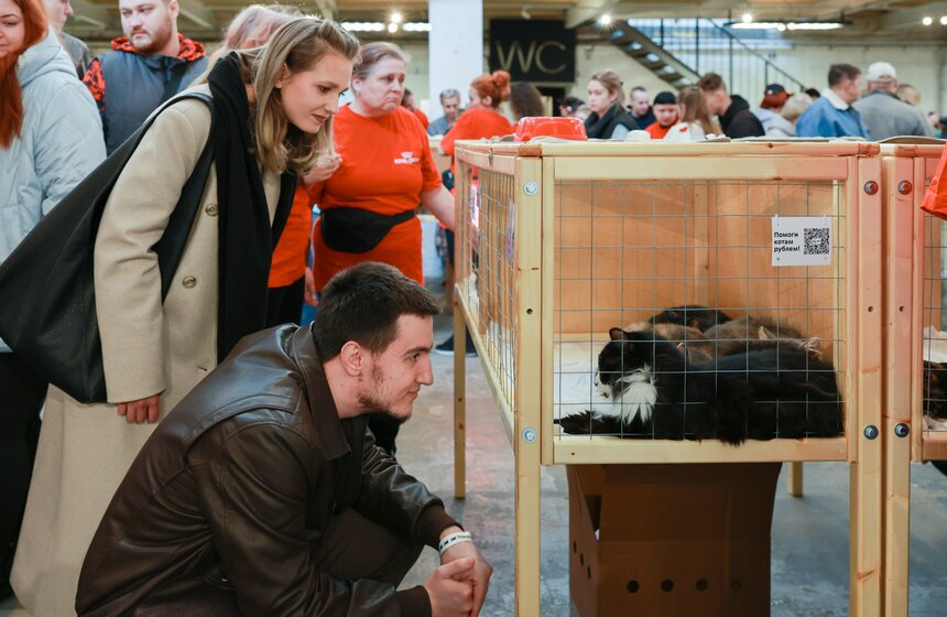 Выставка – пристройство кошек из приютов #Всемпокотику прошла в Москве 10 фото