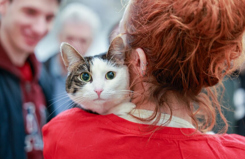 Выставка – пристройство кошек из приютов #Всемпокотику прошла в Москве 37 фото
