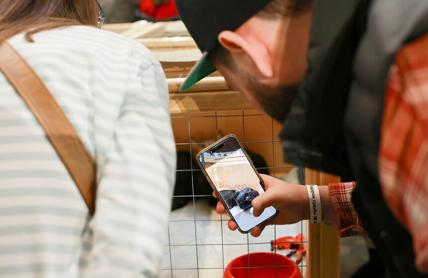 Выставка – пристройство кошек из приютов #Всемпокотику прошла в Москве 28 фото