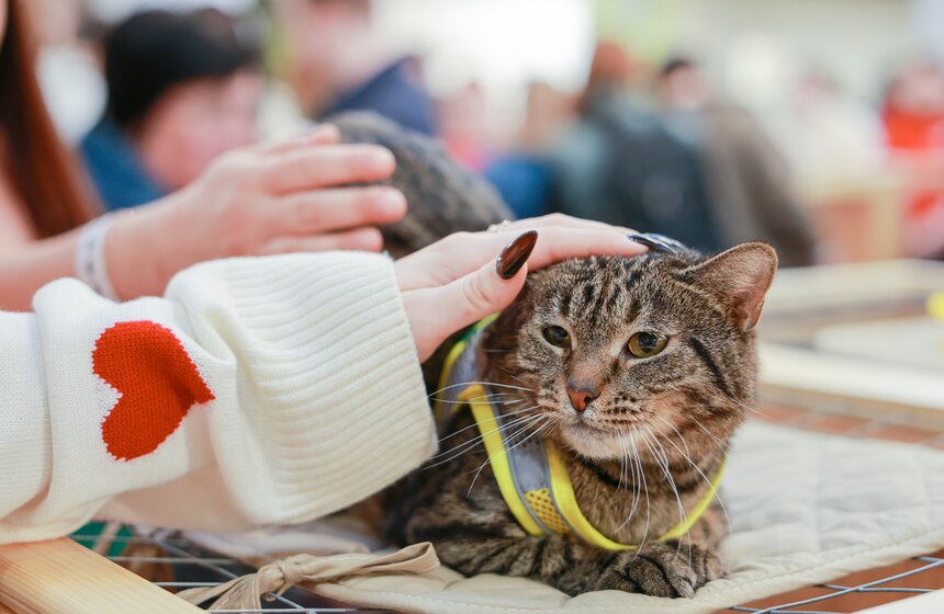 Выставка – пристройство кошек из приютов #Всемпокотику прошла в Москве 6 фото