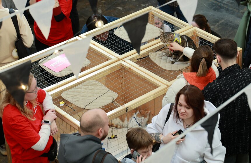 Выставка – пристройство кошек из приютов #Всемпокотику прошла в Москве 18 фото