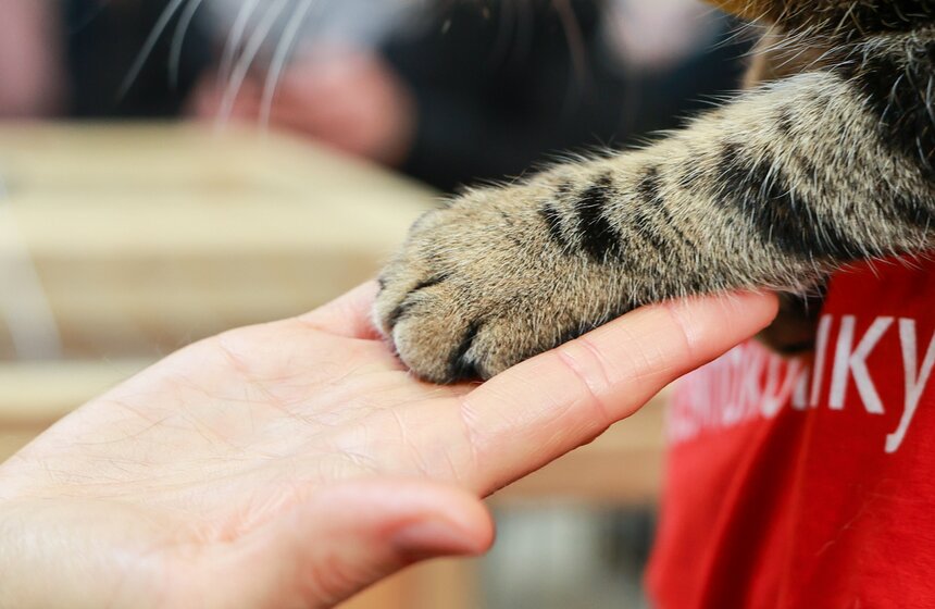 Выставка – пристройство кошек из приютов #Всемпокотику прошла в Москве 16 фото
