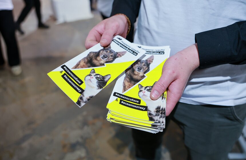 Выставка – пристройство кошек из приютов #Всемпокотику прошла в Москве 3 фото