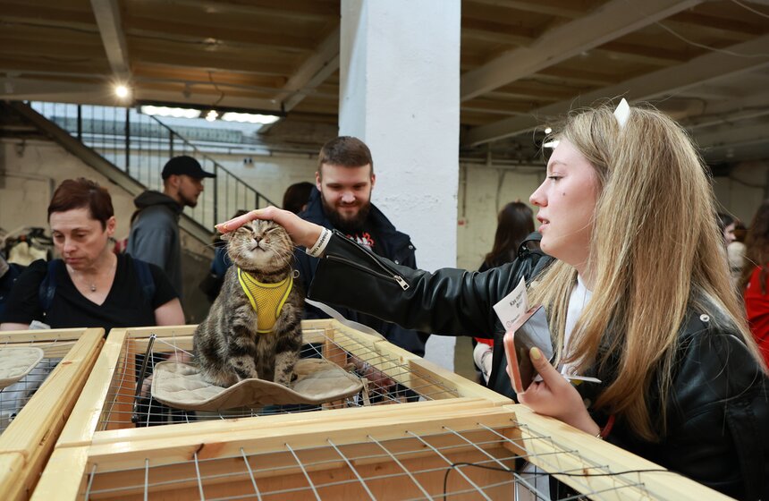 Выставка – пристройство кошек из приютов #Всемпокотику прошла в Москве 20 фото
