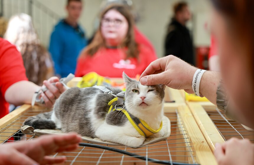 Выставка – пристройство кошек из приютов #Всемпокотику прошла в Москве 25 фото