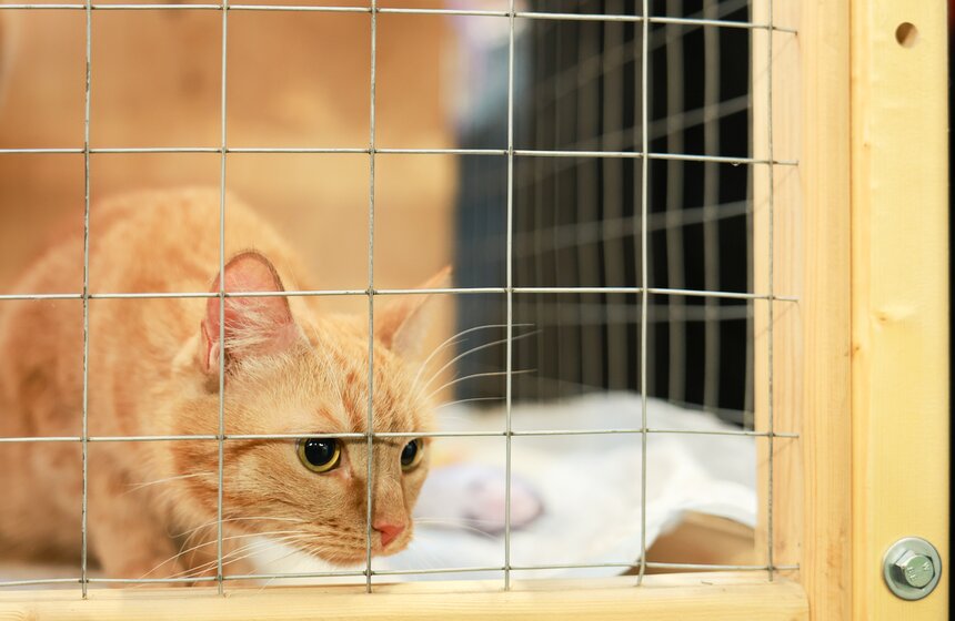 Выставка – пристройство кошек из приютов #Всемпокотику прошла в Москве 23 фото