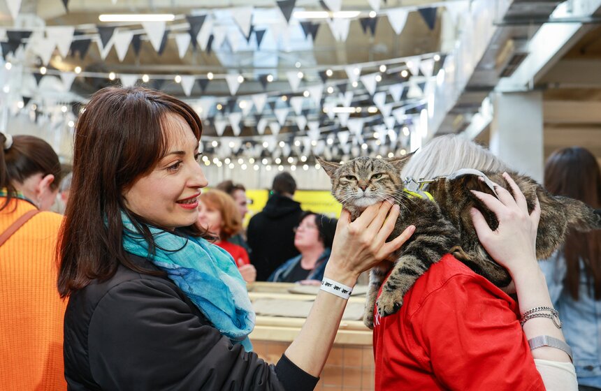 Выставка – пристройство кошек из приютов #Всемпокотику прошла в Москве 15 фото