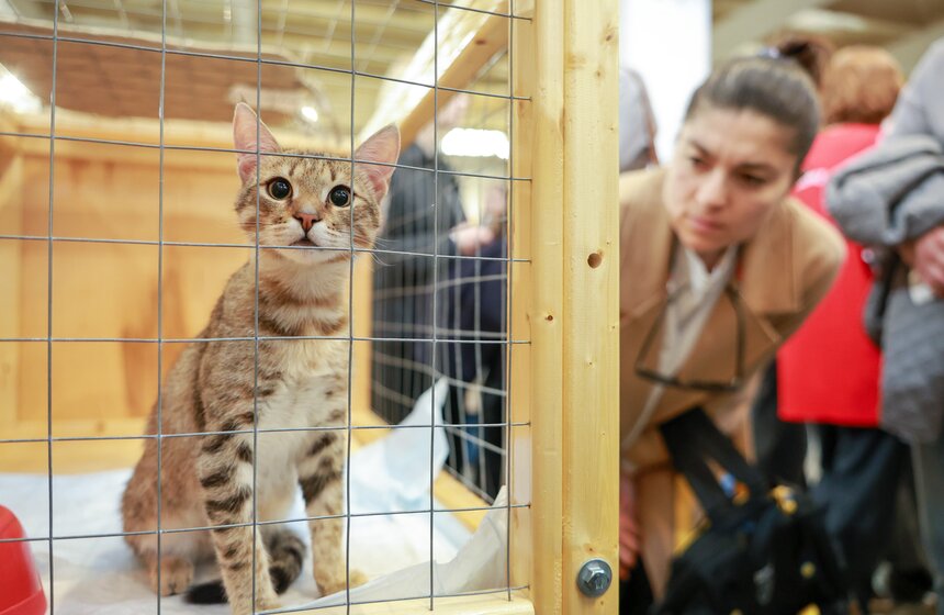 Выставка – пристройство кошек из приютов #Всемпокотику прошла в Москве 35 фото