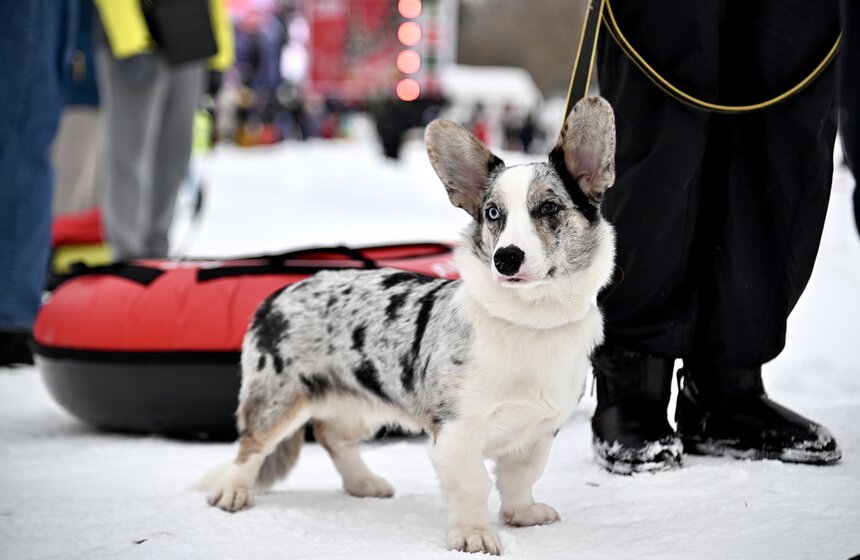 В столице завершился фестиваль "Московские сани" 29 фото
