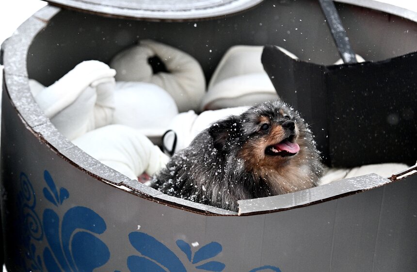 В столице завершился фестиваль "Московские сани" 19 фото