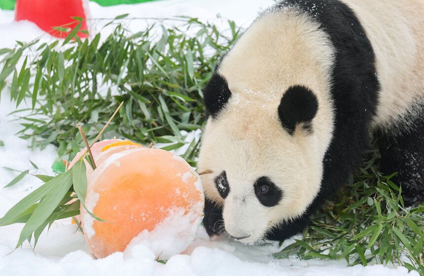 Фестиваль в честь китайского Нового года открылся в Московском зоопарке 26 фото