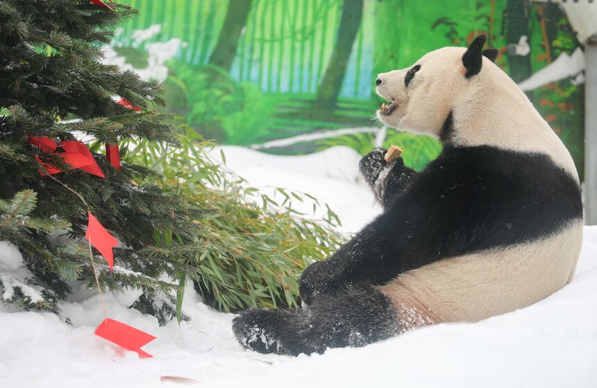 Фестиваль в честь китайского Нового года открылся в Московском зоопарке 29 фото