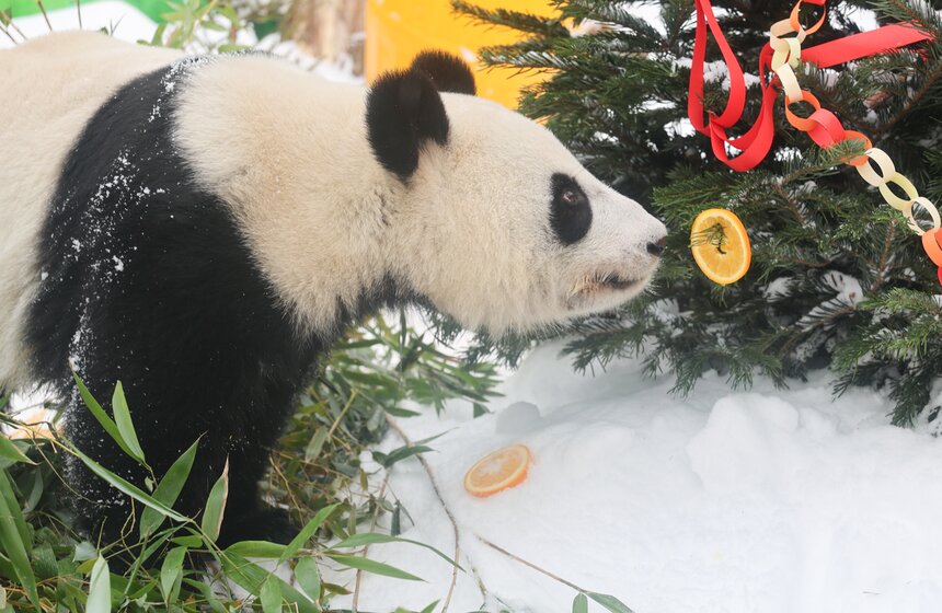 Фестиваль в честь китайского Нового года открылся в Московском зоопарке 16 фото
