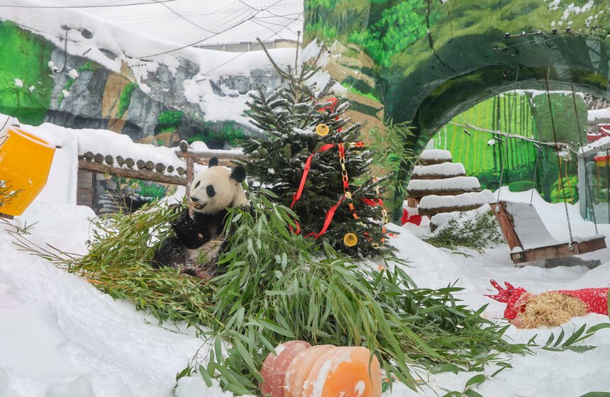 Фестиваль в честь китайского Нового года открылся в Московском зоопарке 28 фото