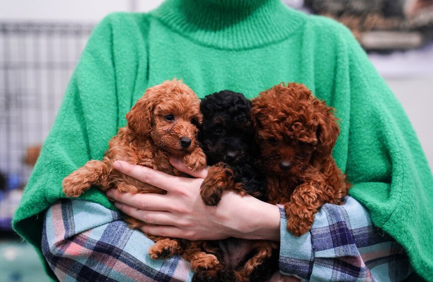 В "Крокус Экспо" прошел фестиваль "Зоофест 2026" 3 фото