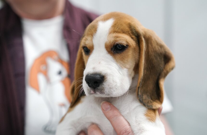 В "Крокус Экспо" прошел фестиваль "Зоофест 2026" 7 фото