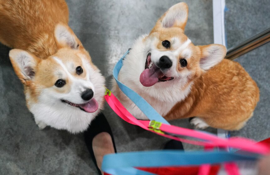 В "Крокус Экспо" прошел фестиваль "Зоофест 2026" 15 фото