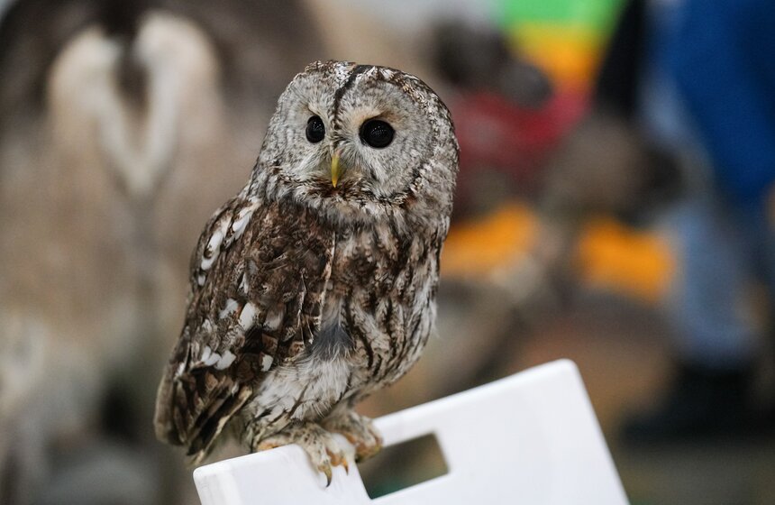 В "Крокус Экспо" прошел фестиваль "Зоофест 2026" 18 фото