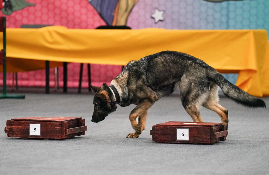 В "Крокус Экспо" прошел фестиваль "Зоофест 2026" 24 фото