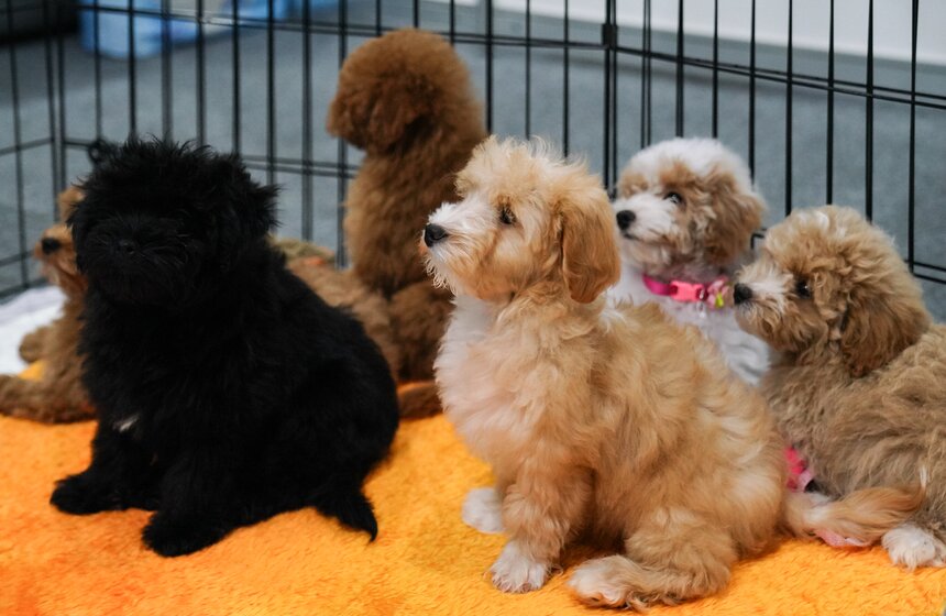 В "Крокус Экспо" прошел фестиваль "Зоофест 2026" 2 фото