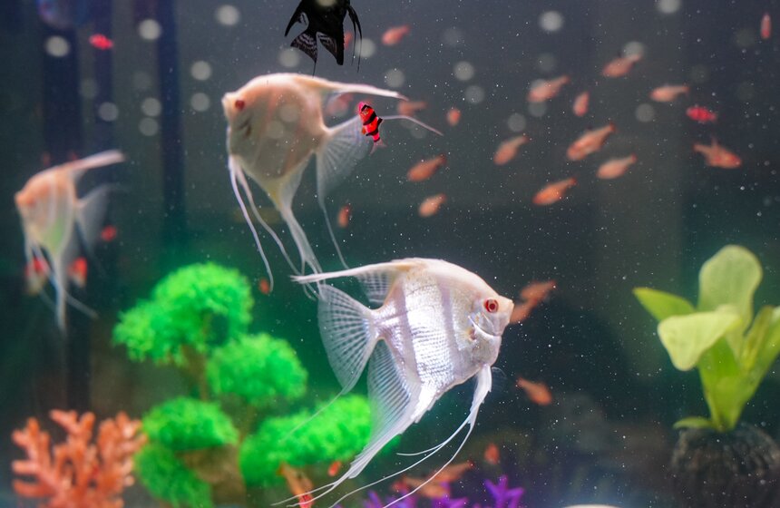 В "Крокус Экспо" прошел фестиваль "Зоофест 2026" 12 фото