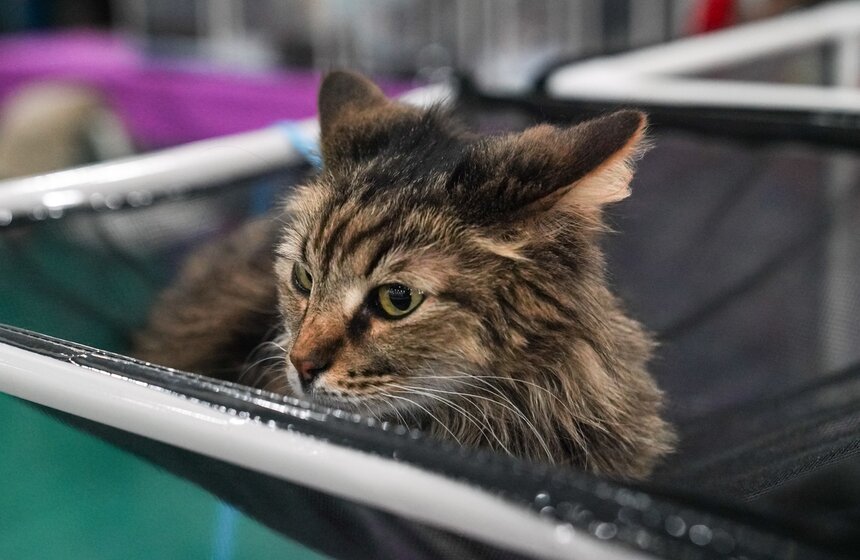 В "Крокус Экспо" прошел фестиваль "Зоофест 2026" 19 фото