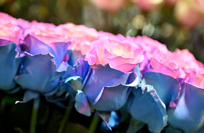 Цветочный ажиотаж охватил Рижский рынок в Москве 13 фото