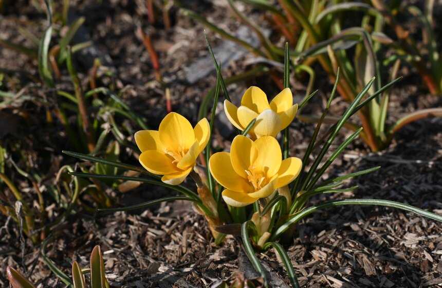 Воздух в Москве прогрелся до плюс 12 градусов 11 марта 10 фото