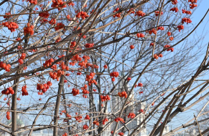Воздух в Москве прогрелся до плюс 12 градусов 11 марта 5 фото