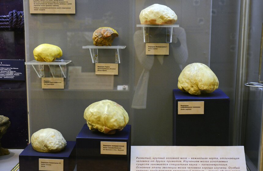 В Москве проходит выставка "10 черепов, которые потрясли мир" 13 фото