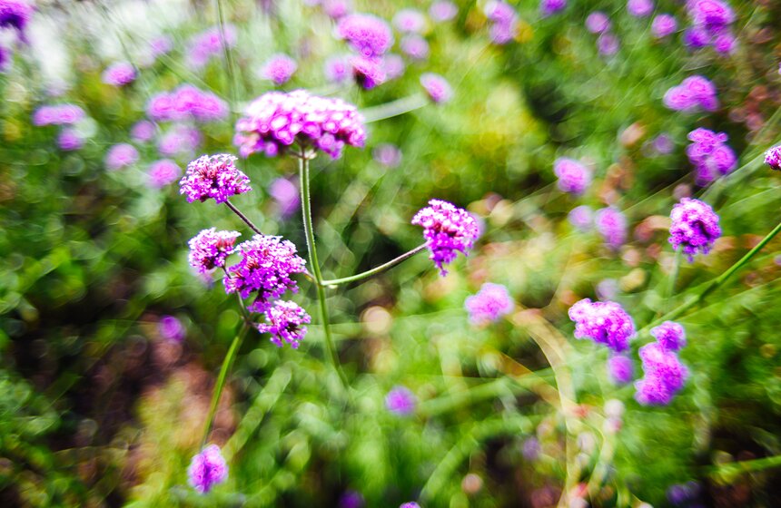 X фестиваль ландшафтного искусства в парке "Сокольники" продлится до 18 августа 20 фото