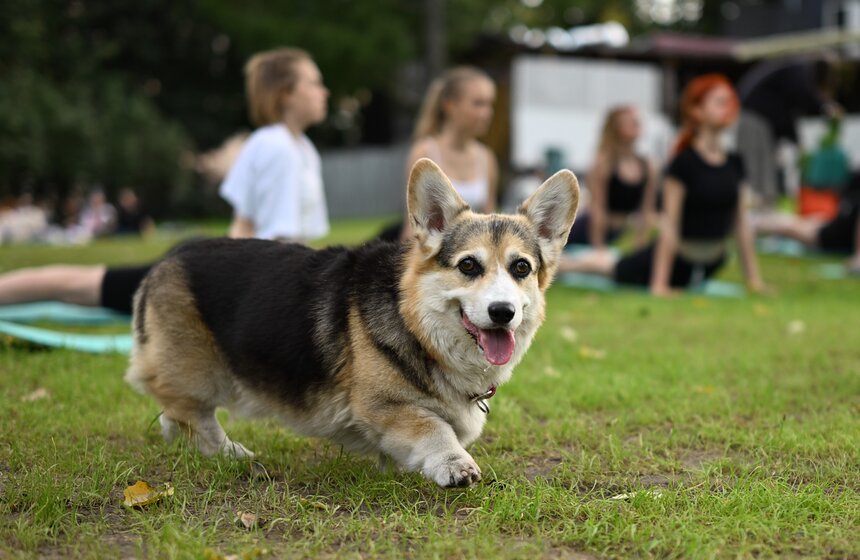 Музыкальный фестиваль "Солома" прошел в Москве 22 фото