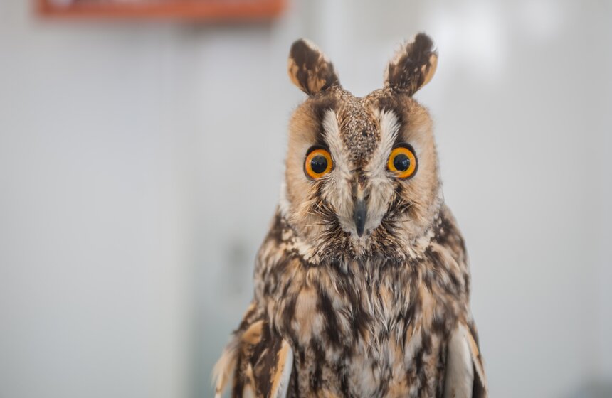 Москвичи сделали в "Сокольниках" скворечники для птиц 5 фото