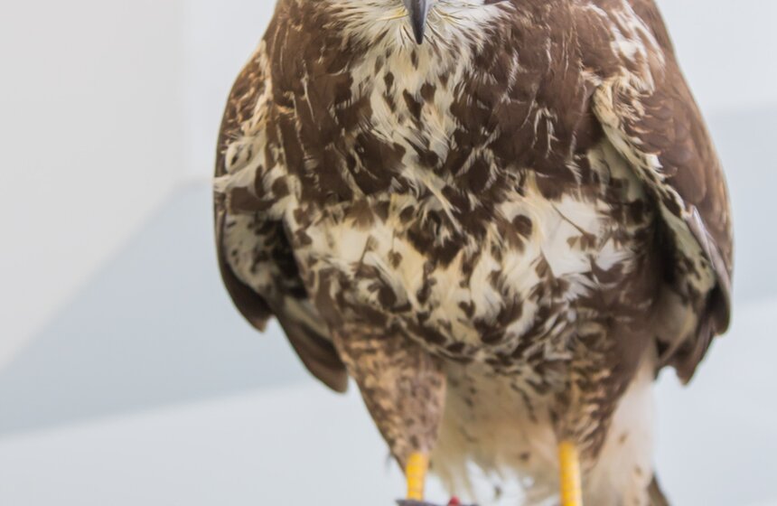 Москвичи сделали в "Сокольниках" скворечники для птиц 15 фото